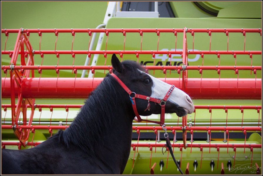 Asbach Fohlenshow 2014 120